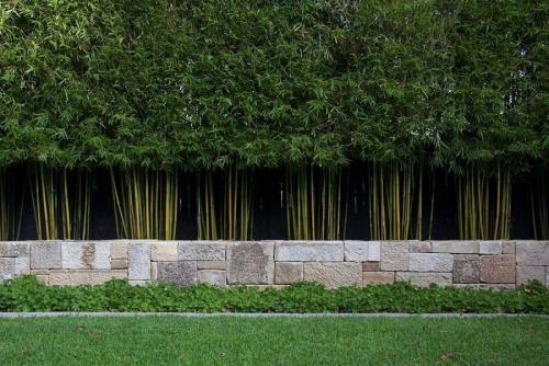 bamboo-screening-melbourne-gracilis.jpg